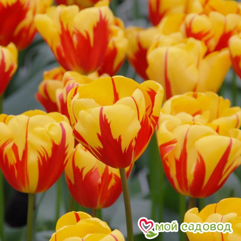 Тюльпан Триумф Холланд Куин