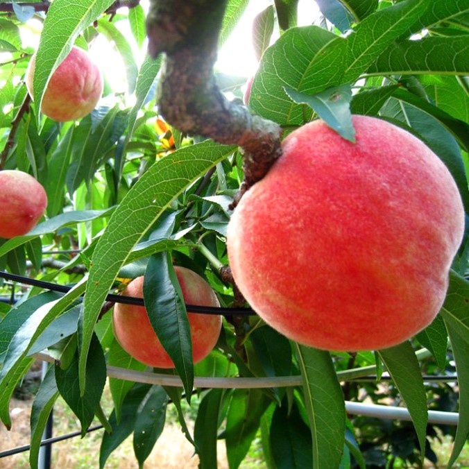 Персик Биг Хани